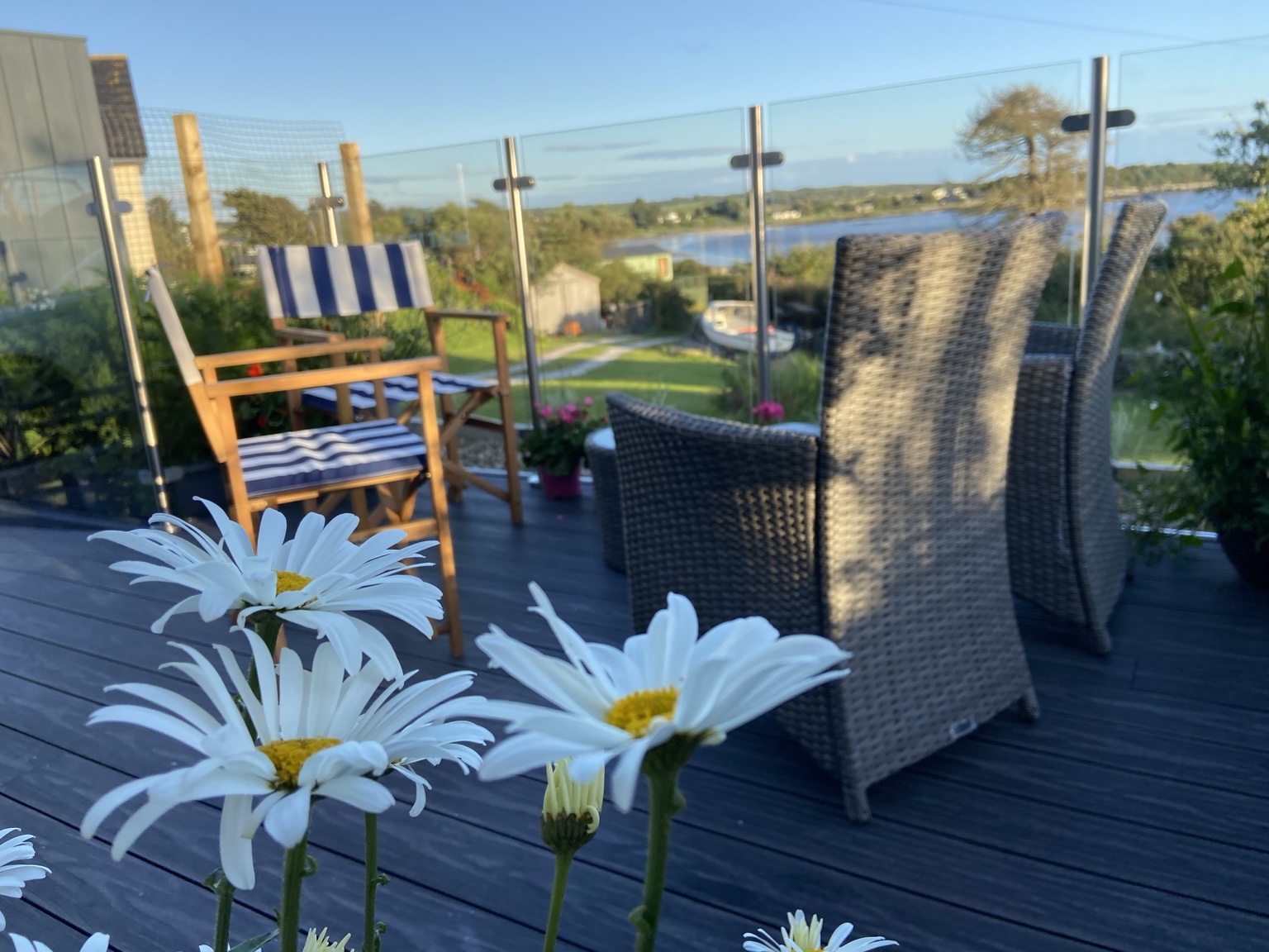 Daisies beside The Boat House deck and its bay view